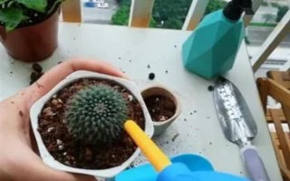 仙人球长高不长圆如何解决，每周需要将仙人球转盆一次