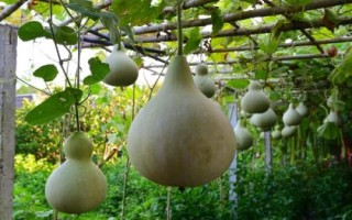 葫芦属于哪种植物，属于葫芦科、葫芦属一年生草本植物