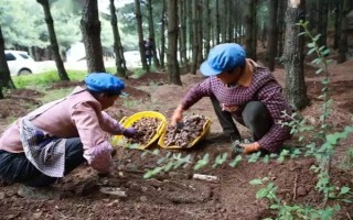 引种天麻要注意什么，当地的气候满足条件才能种植