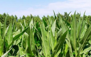 高康318玉米品种的特性,平均生育期126.4天