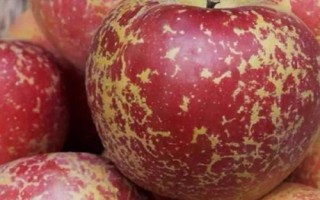 大凉山丑苹果有几个品种，主要有嘎啦、红将军、红富士这3个品种