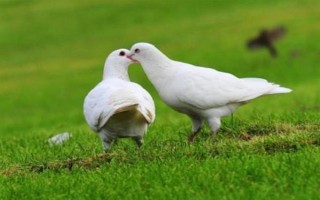 高层鸽子驱赶方法，在窗台边悬挂红布具有驱赶效果