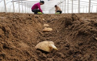 马铃薯膜下播种要点,播种深浅与覆土厚度均要保持一致