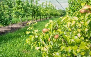 梨树采摘后管理要点，采摘后首先要清理残枝败叶