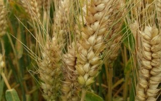 精华麦303小麦种简介,每亩基本苗15-18万