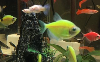 玛丽鱼能和孔雀鱼一起养吗,可以在一起养