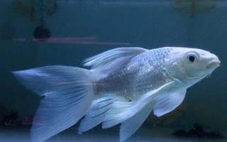 蝴蝶鲤怎么喂长得快，需保证环境稳定及空间充足