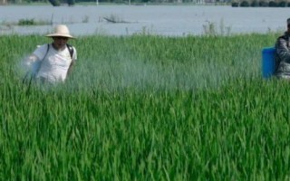 水稻田受到除草剂药害如何处理,对受害稻株喷水可减少药剂残留