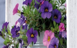 喇叭花早上开晚上闭的原因,是因为中午的温度较高会带走水分