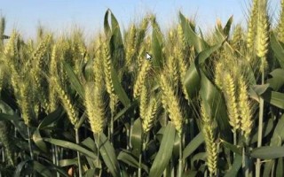 漯麦36小麦品种的特性,适宜播种期10月15―25日