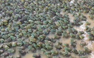 牛蛙有没有寄生虫，牛蛙体内常见寄生虫有裂头蚴、蛙片虫等