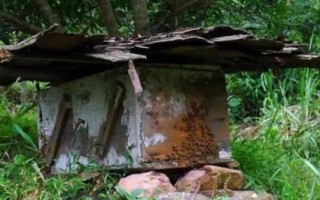 怎样将野蜂引入蜂箱中，诱蜂箱是诱捕野生蜂群最常用的工具
