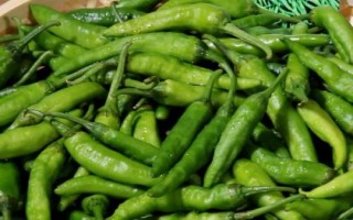 湖南最贵的辣椒是什么品种,是湖南湘阴产的樟树港辣椒