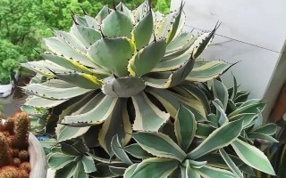 什么绿植可以除甲醛,常见的有龙舌兰、常春藤等