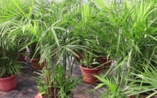 棕竹叶子发黄的原因，光照过强、盆土碱性化等均会导致