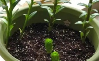 11月种百合春节能开花吗，春节不可开花至少要养殖3个月以上