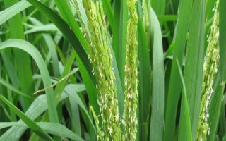 广8优华占水稻品种的特性，6月20日左右播种