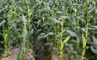 隆迪519玉米种子特征特性，适宜密度为4000株/亩