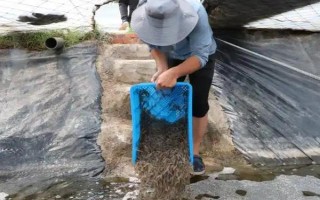 虾对水质的要求，不同品种对酸碱值的要求有区别