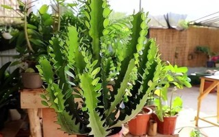 摆放龙骨花的禁忌，卧室、阴凉处、财神位都不能摆放