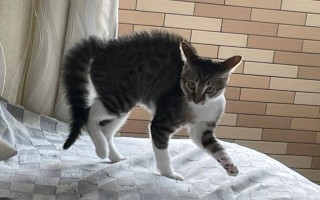 养猫必备药物，驱虫药、眼药水等药物需备好