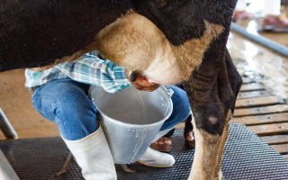 奶牛有什么本领，可以产出大量的牛奶