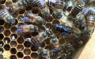 蜂王产卵后还会交尾吗，通常不会再进行交尾