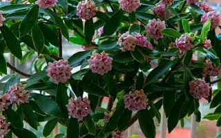 金边瑞香叶子发黄的原因及解决方法，土壤片碱或温度过低等均会导致