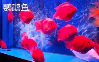 哪些小型鱼适合新手饲养，孔雀鱼和鹦鹉鱼均可选择