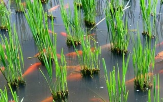 稻田养鱼技术，水位控制在8厘米左右