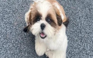 狗狗打狂犬疫苗常见的副作用，可能会出现拉稀、呕吐等