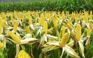 创玉388玉米品种简介,注意防治瘤黑粉病
