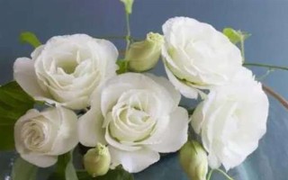 紫色洋桔梗的花语,代表真诚的爱、无望的爱、永恒的爱
