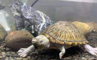 剃刀龟吃什么龟粮，吃含有增色剂的龟粮最好