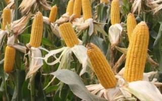 三保白珍珠玉米种子特征特性,4月中旬播种