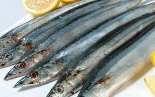 刀鱼介绍,属于鳀科、鲚属、刀鲚种鱼类