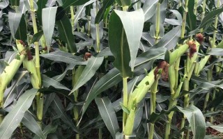 庆科玉1号玉米种的特征特性，生育期为144.8天