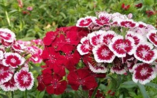 石竹梅的养殖方法,将其放置在室外朝阳的地方养护