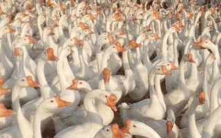 常见的蛋鹅品种，特征都不同