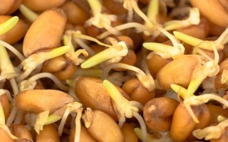 小麦出芽需多少积温，从播种至发芽出苗需要0℃以上的积温120℃