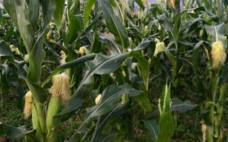 郑原玉981玉米品种简介,中等肥力以上地块栽培