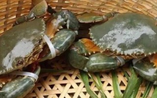 锯缘青蟹如何养殖,是我国珍贵的水产品之一