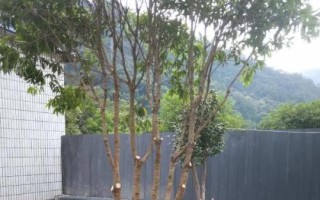 移栽大桂花树的注意事项,应选择在初春或秋天