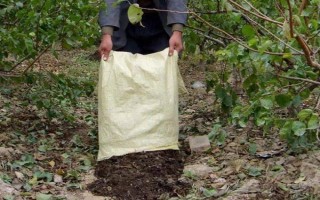 对果树使用未腐熟的有机肥有何害处,容易灼伤根系引发虫害