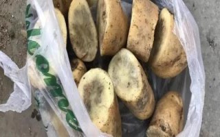 马铃薯为什么会黑心,病理性和生理性黑心的表现不同