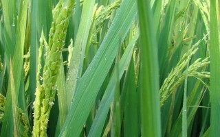 金麦8号小麦品种简介,注意防治白粉病和赤霉病