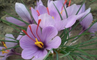 盆栽藏红花的存活时间，一般只有3-5年