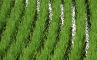荆楚15A水稻种子介绍，4月中旬播种