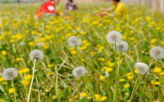 种植蒲公英要注意什么，出苗前不能施肥