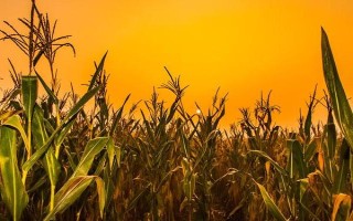 龙禾1号玉米品种简介，选择中等肥力地块种植